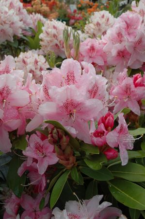 Rhodo Albert Schweitzer